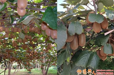 猕猴桃园土壤改良关键技术 生物有机菌肥的应用与绿化工程协同实践