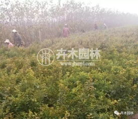 陕西黄刺玫种植的苗圃多吗
